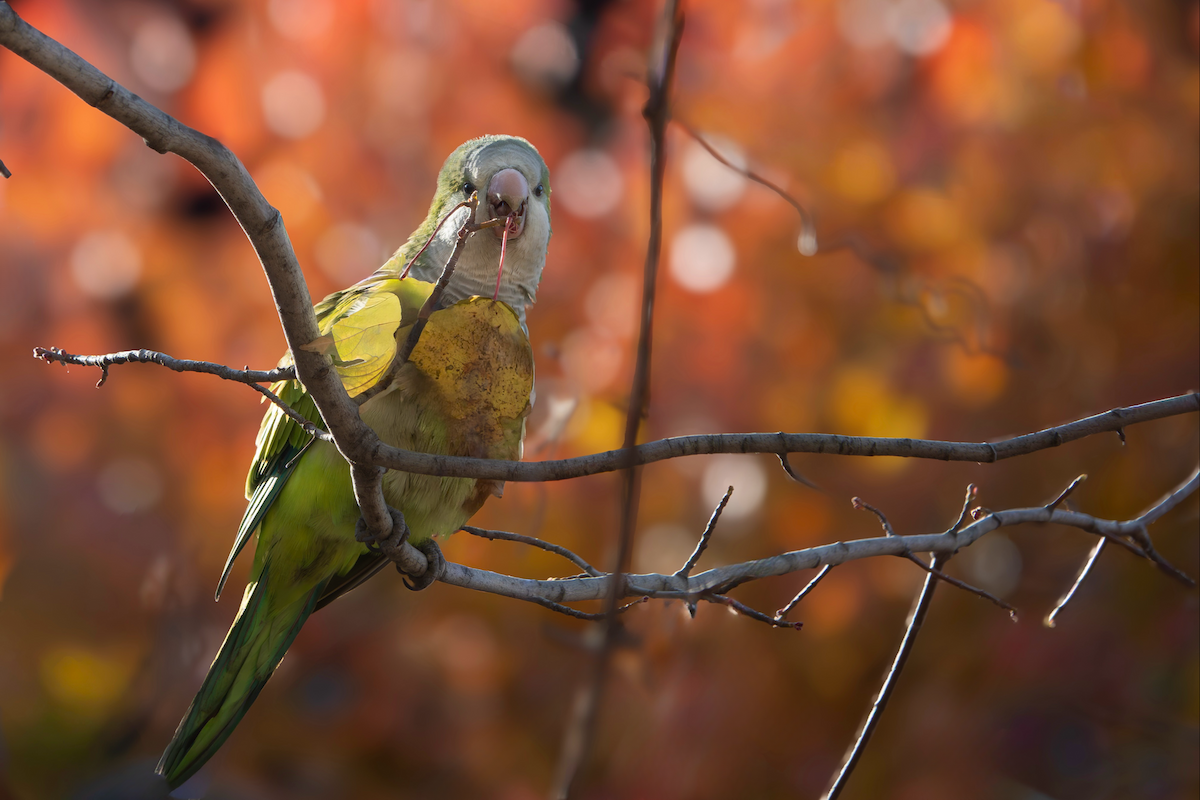 Попугай-монах - ML646410852