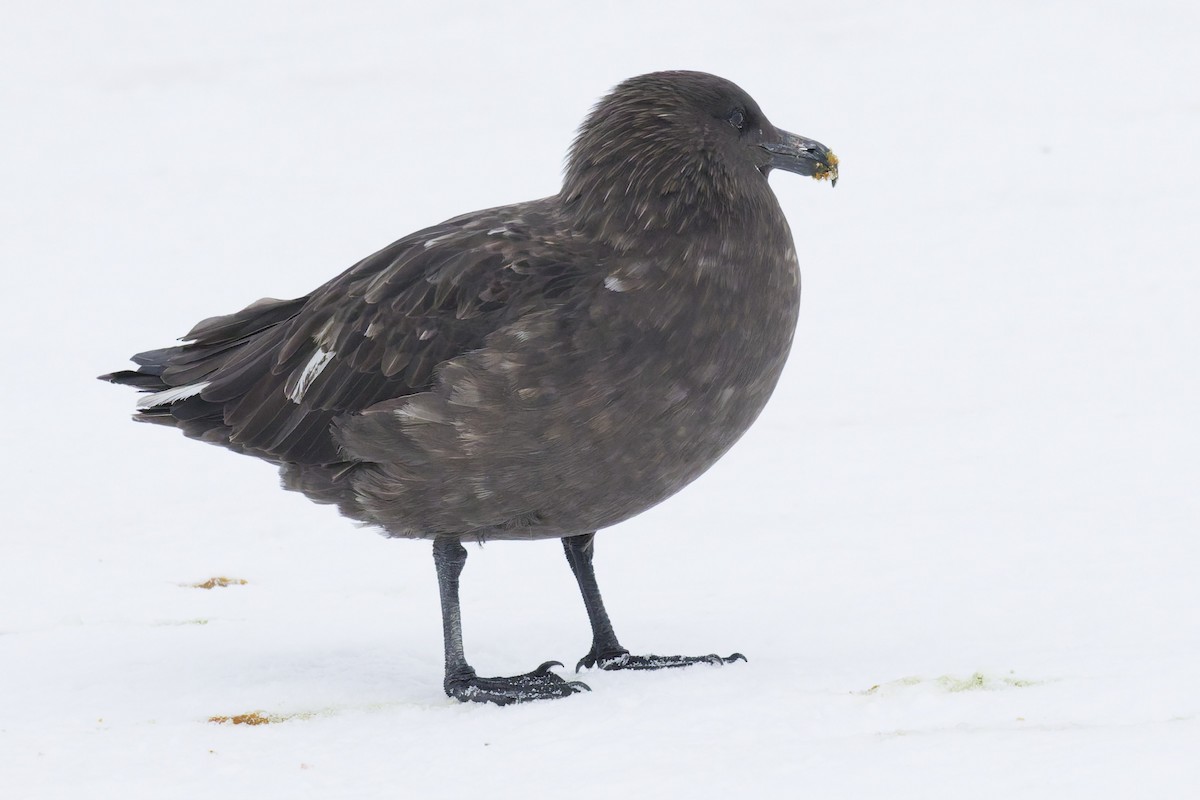 灰賊鷗 - ML646410854