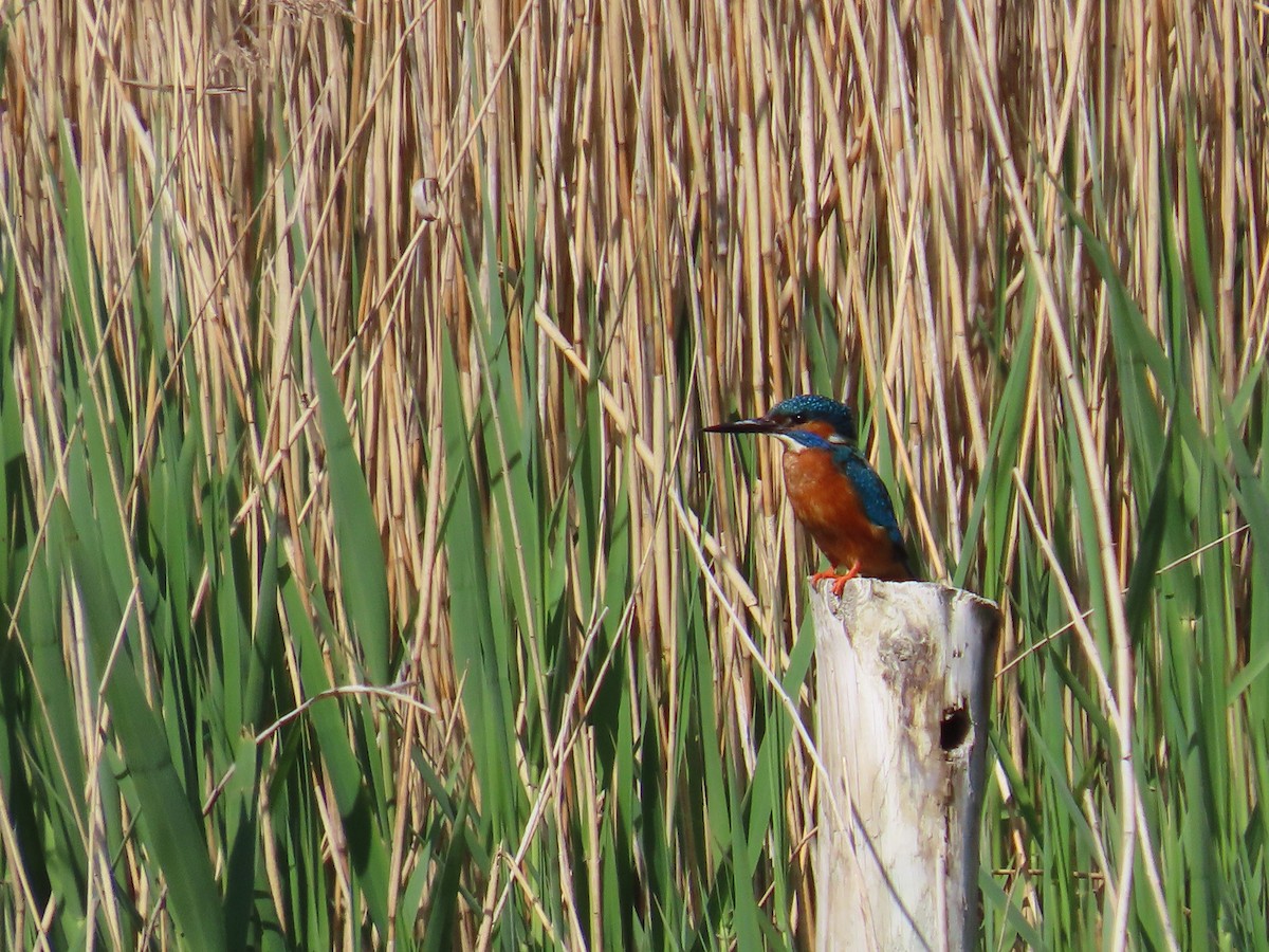 Yalıçapkını - ML646410855