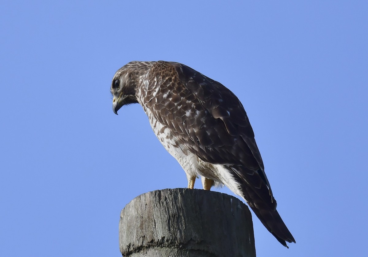 Red-shouldered Hawk - ML646410858