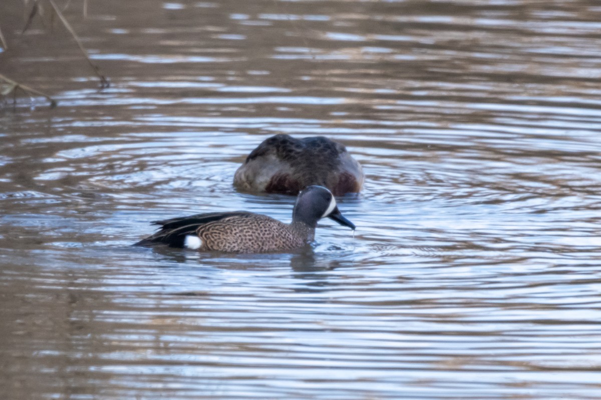 Blue-winged Teal - ML646410859