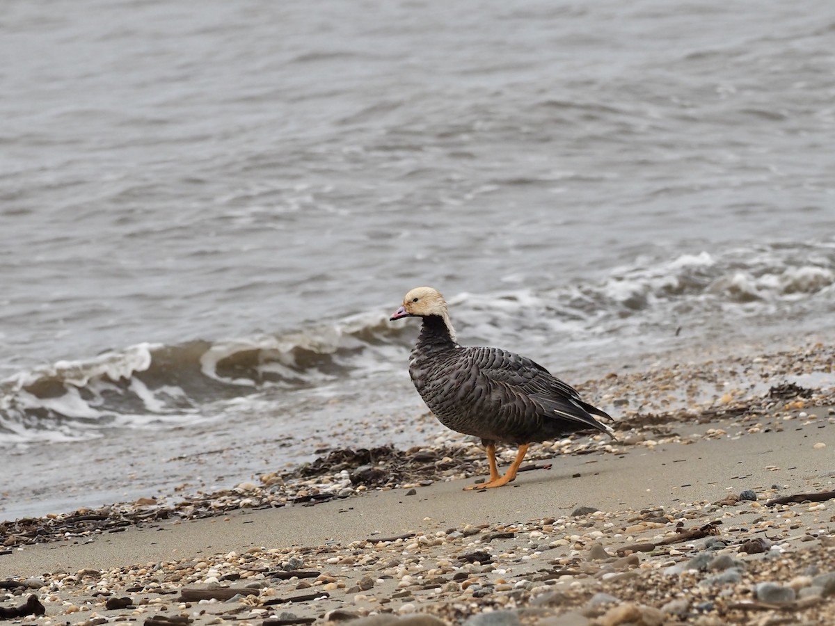 Emperor Goose - ML646410860