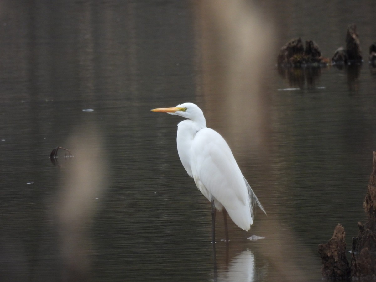 Great Egret - ML646410866