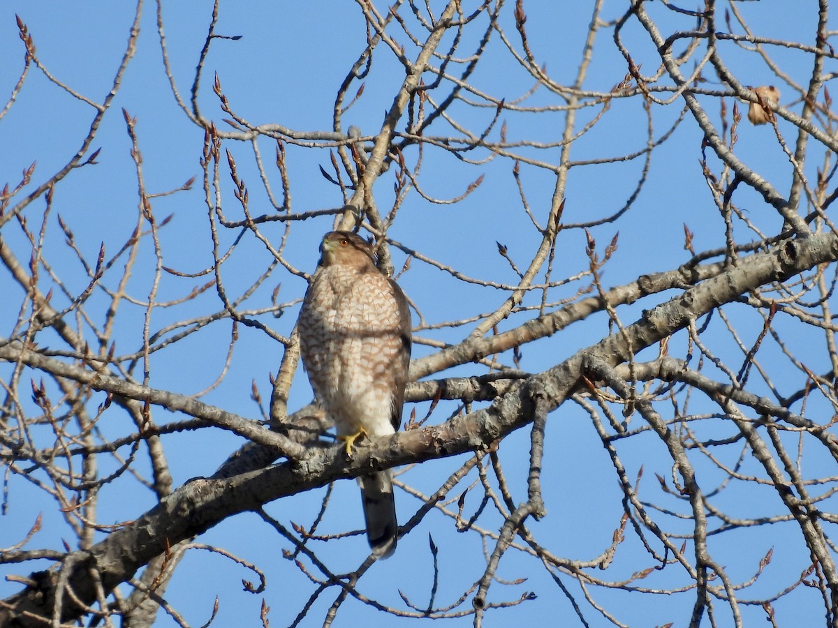 Cooper's Hawk - ML646410867