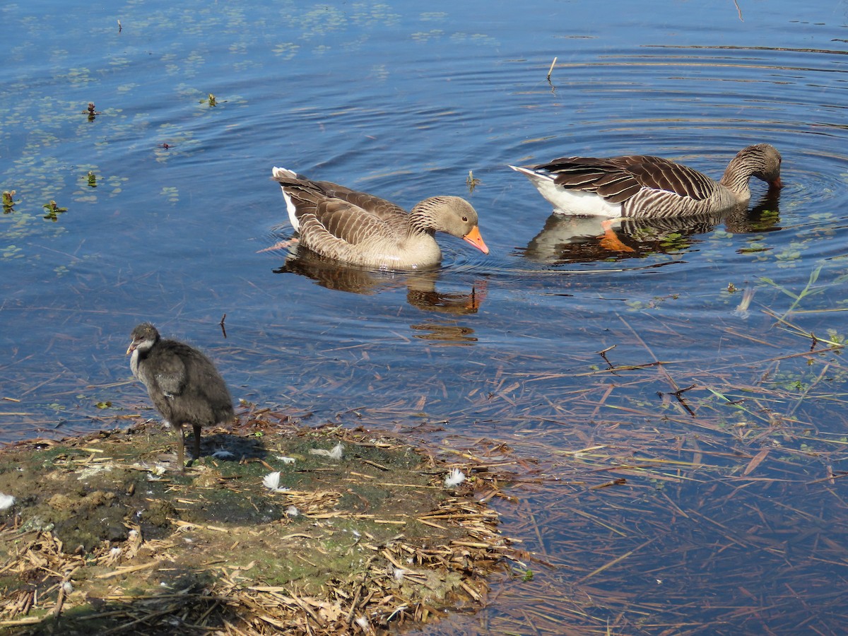 Graylag Goose - ML646410868