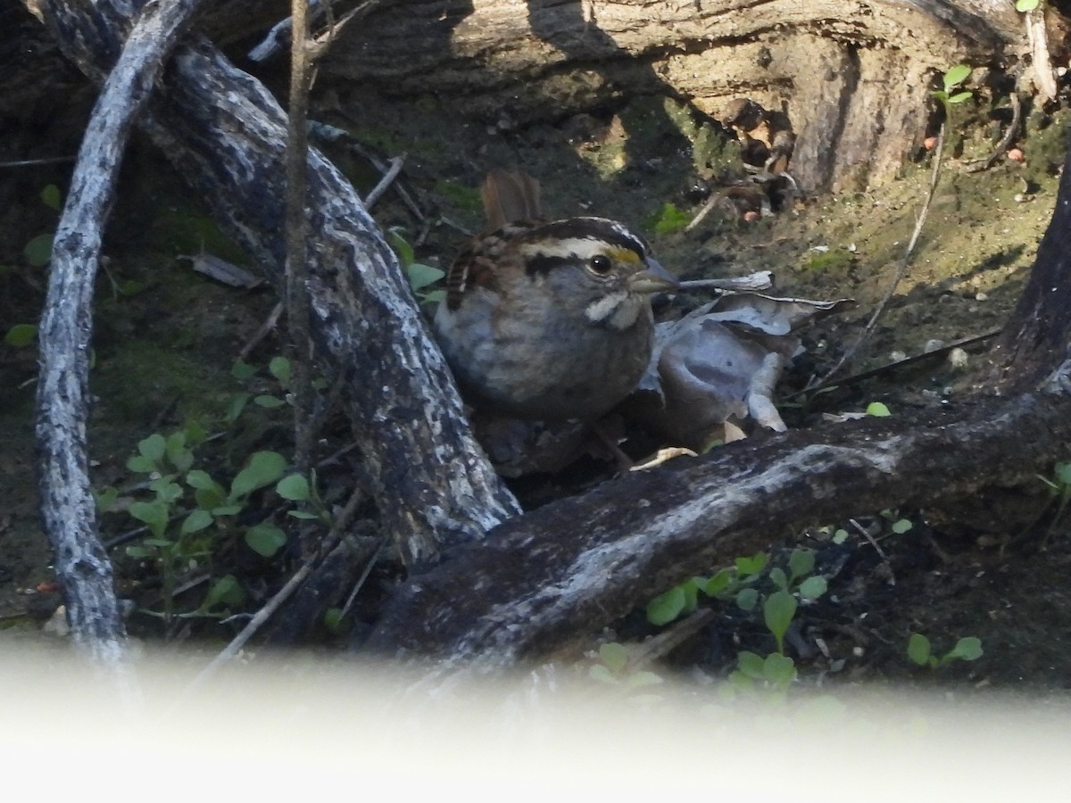 White-throated Sparrow - ML646410870