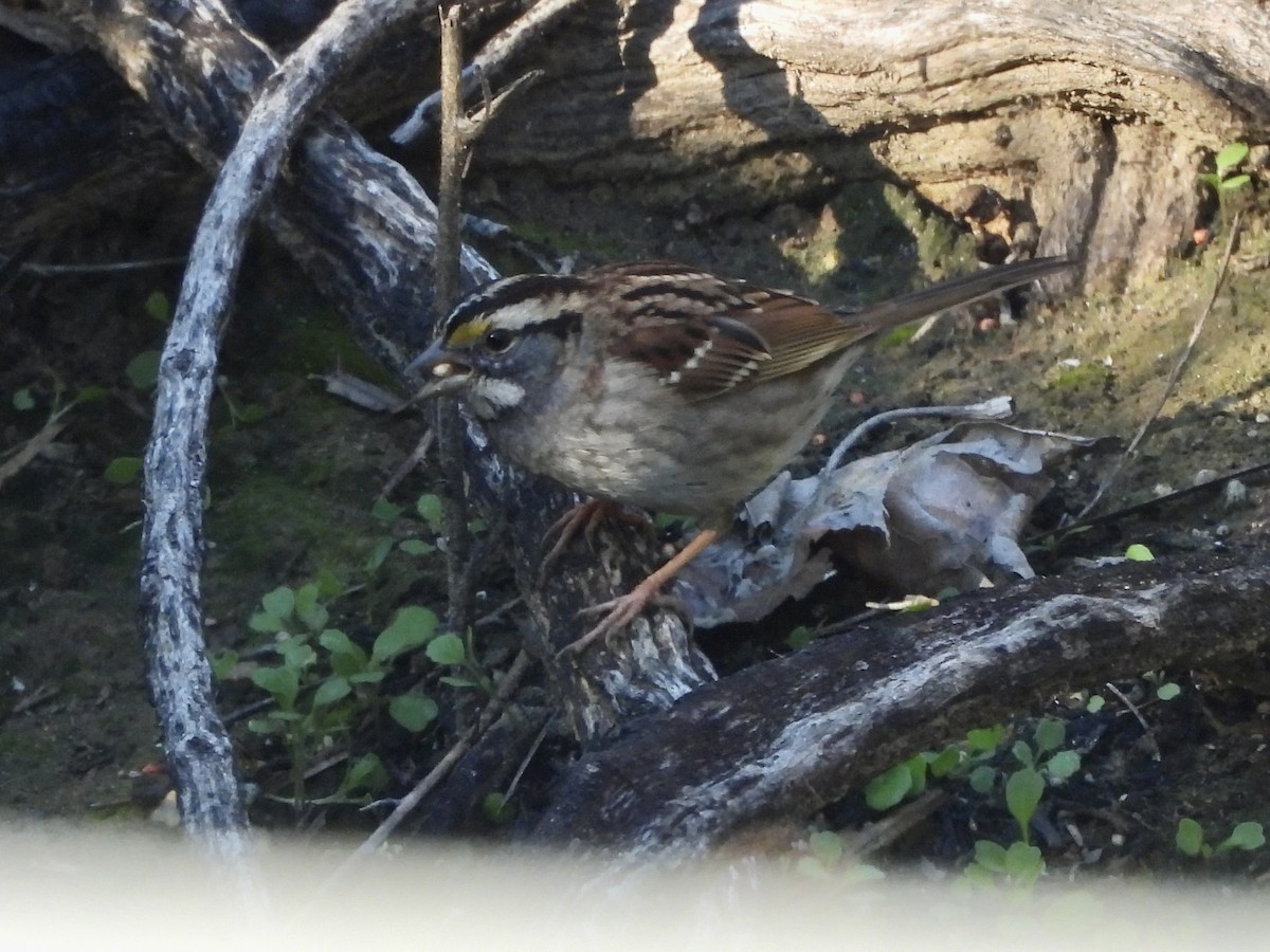White-throated Sparrow - ML646410871