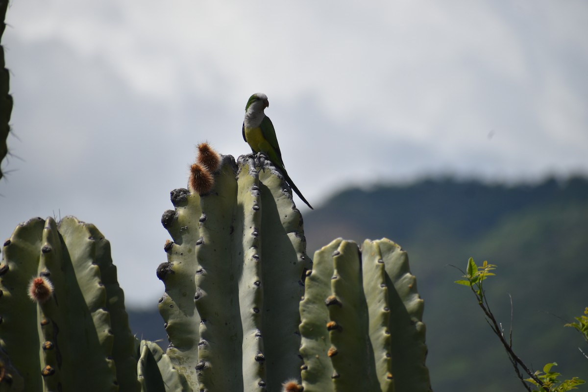 Mönchssittich - ML646410873