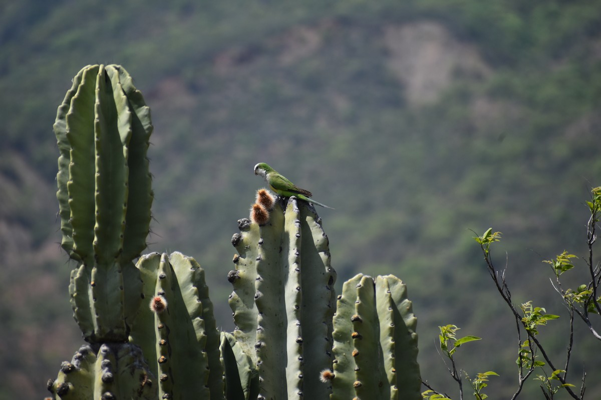 Mönchssittich - ML646410874