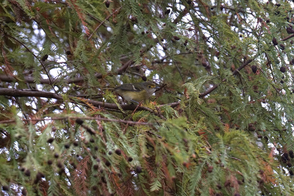 White-eyed Vireo - ML646410875