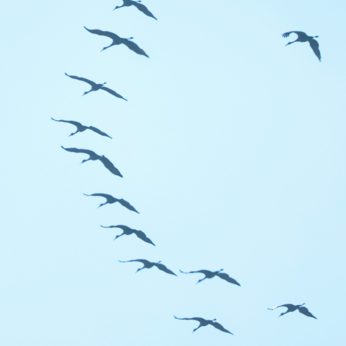 Орог тогоруу - ML646410876