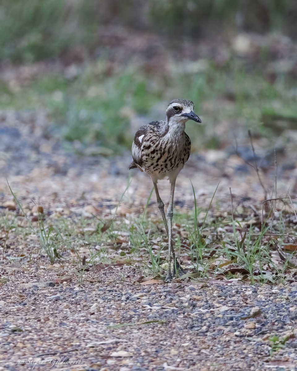 Bush Thick-knee - ML646410877