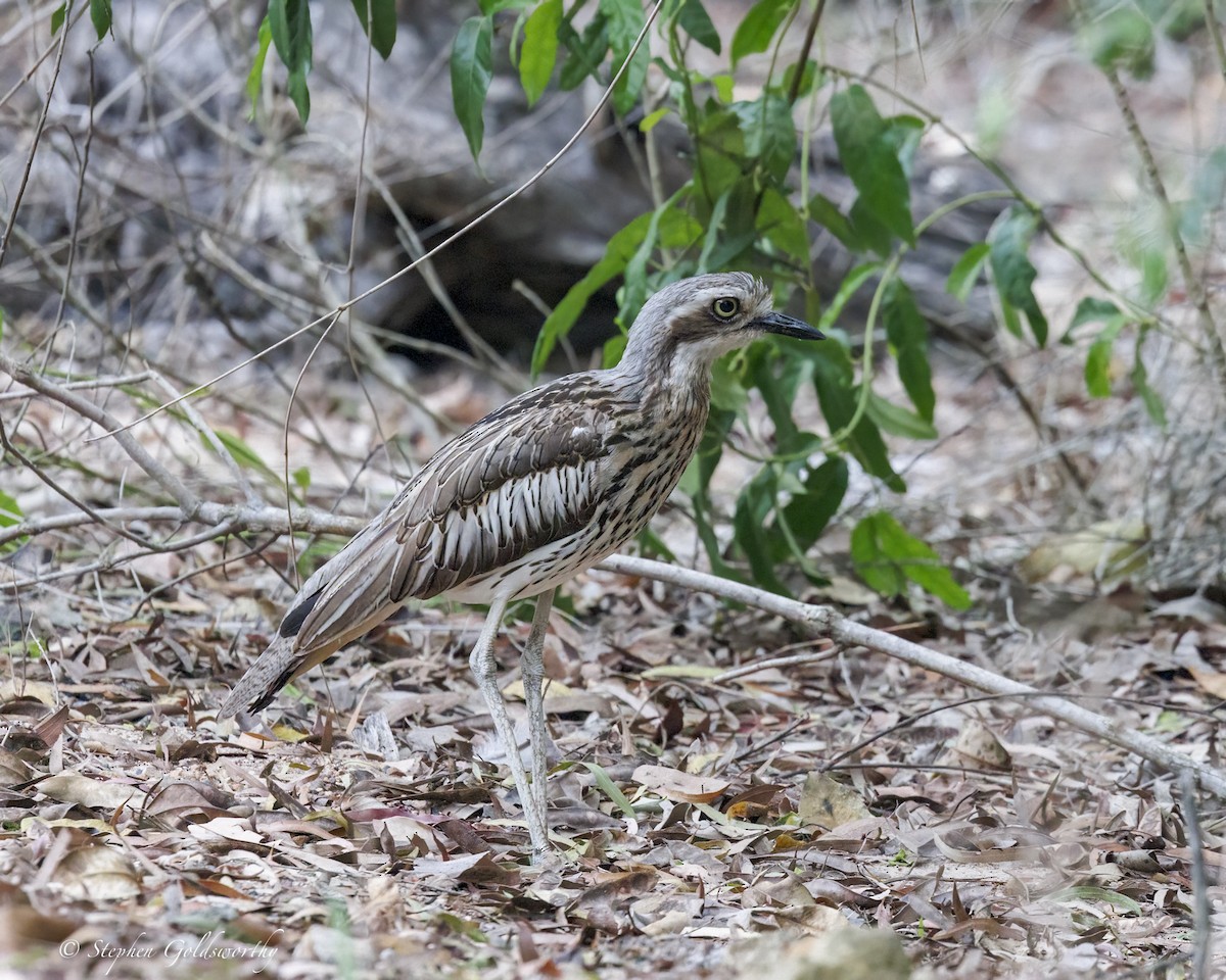 Bush Thick-knee - ML646410880