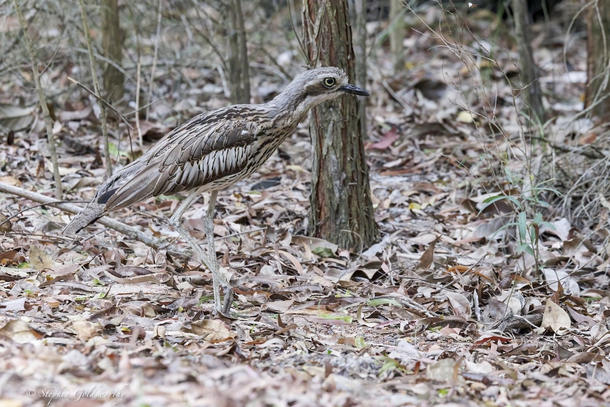 Bush Thick-knee - ML646410882