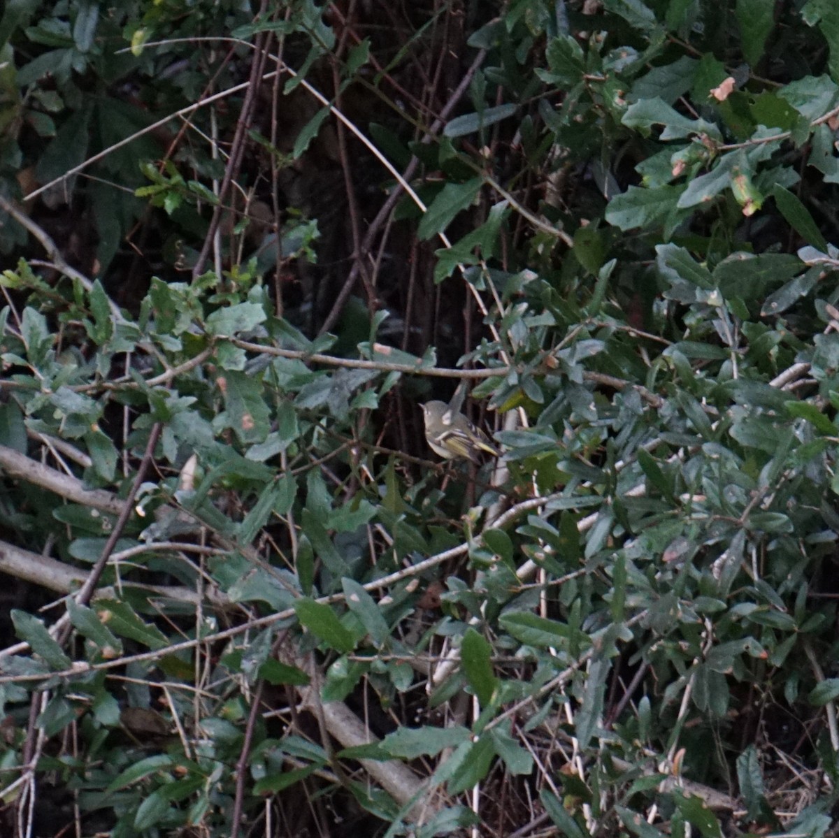 králíček americký - ML646410883