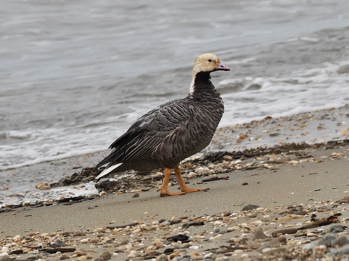 Emperor Goose - ML646410886