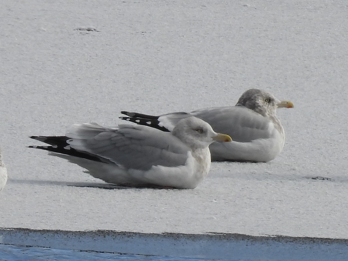 American Herring Gull - ML646410887
