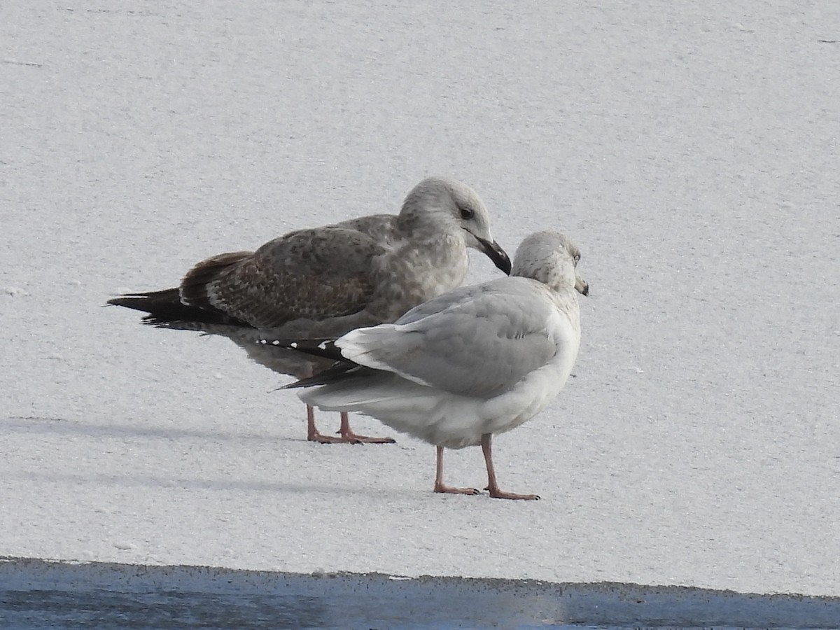 American Herring Gull - ML646410889