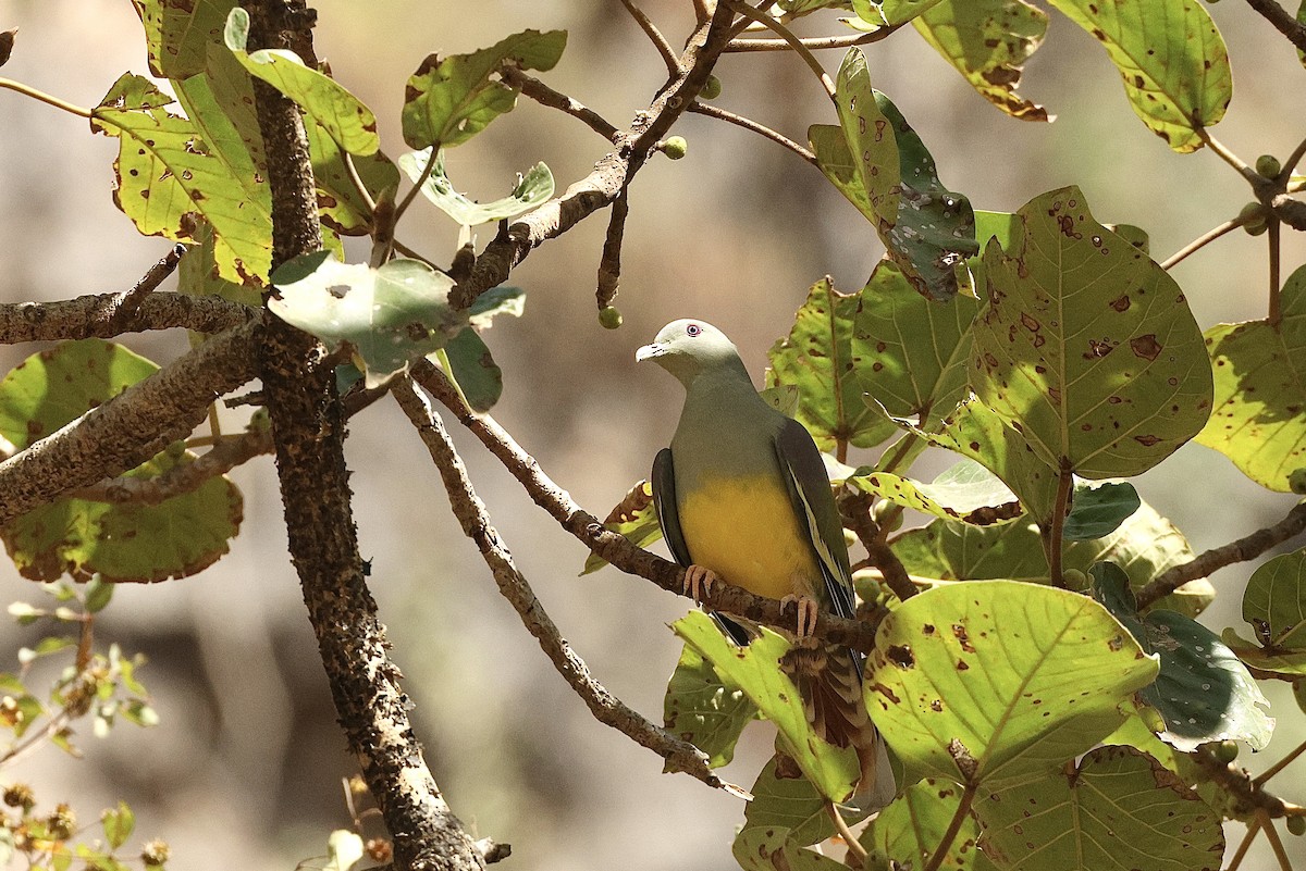 Bruce's Green-Pigeon - ML646410892