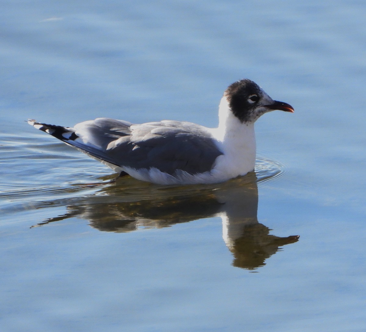 Gaviota Pipizcan - ML646410893