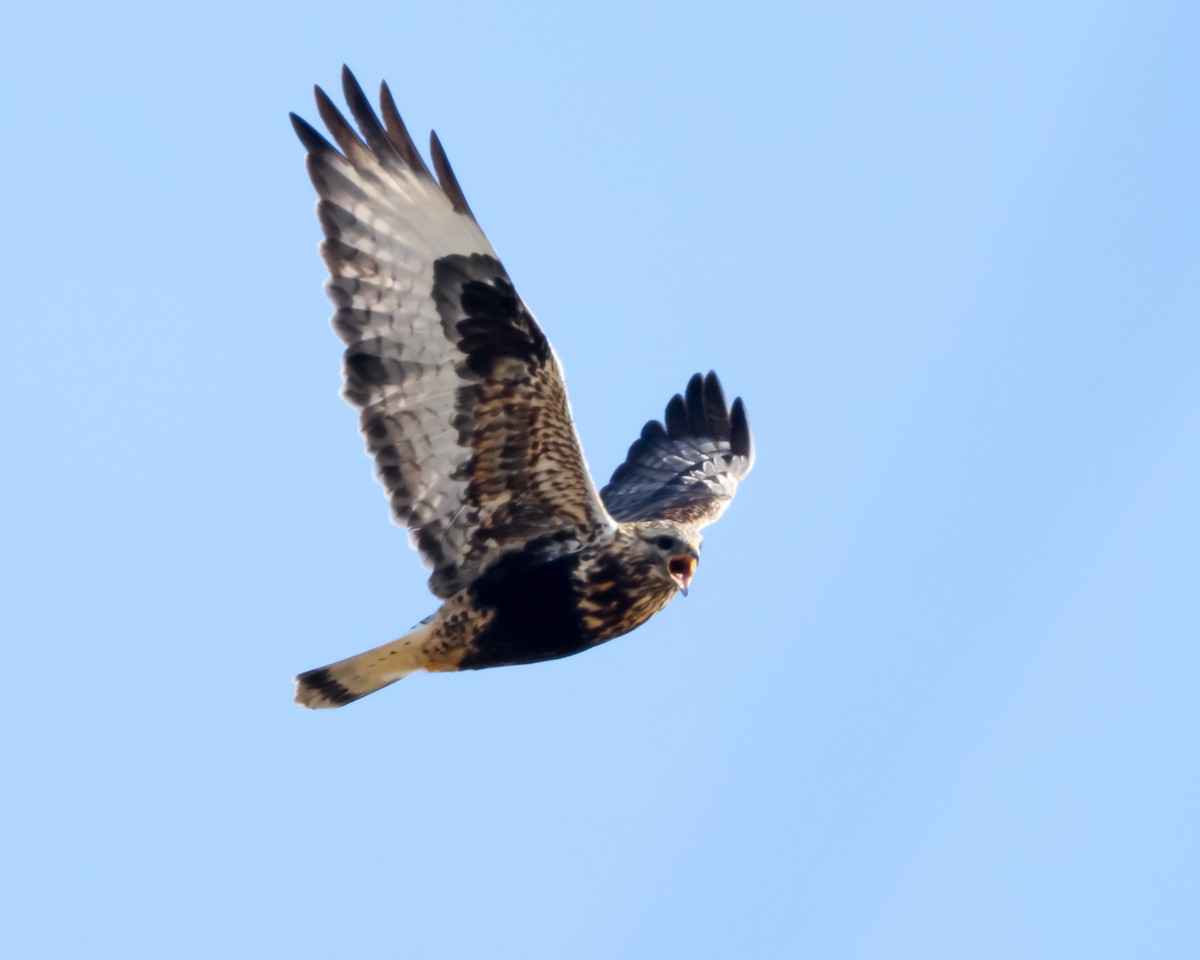 Тарлан сар - ML646410894