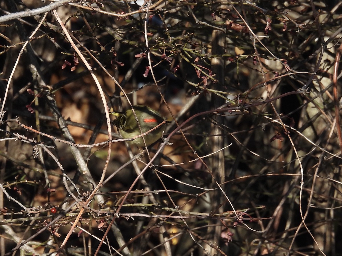 králíček americký - ML646410896