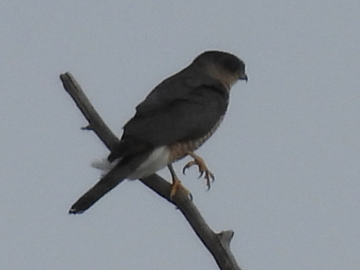 Cooper's Hawk - ML646410901