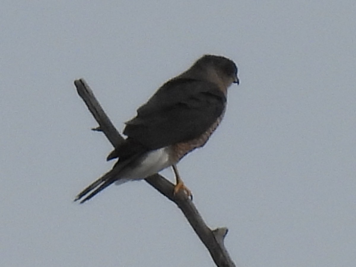 Cooper's Hawk - ML646410902