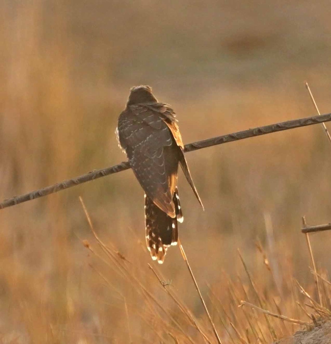 Common Cuckoo - ML646410903