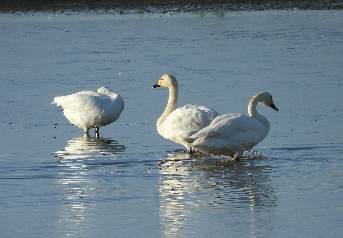 Tundra Swan - ML646410906