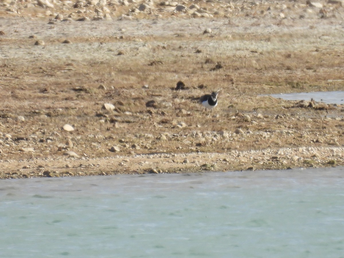 Pavoncella - ML646410909