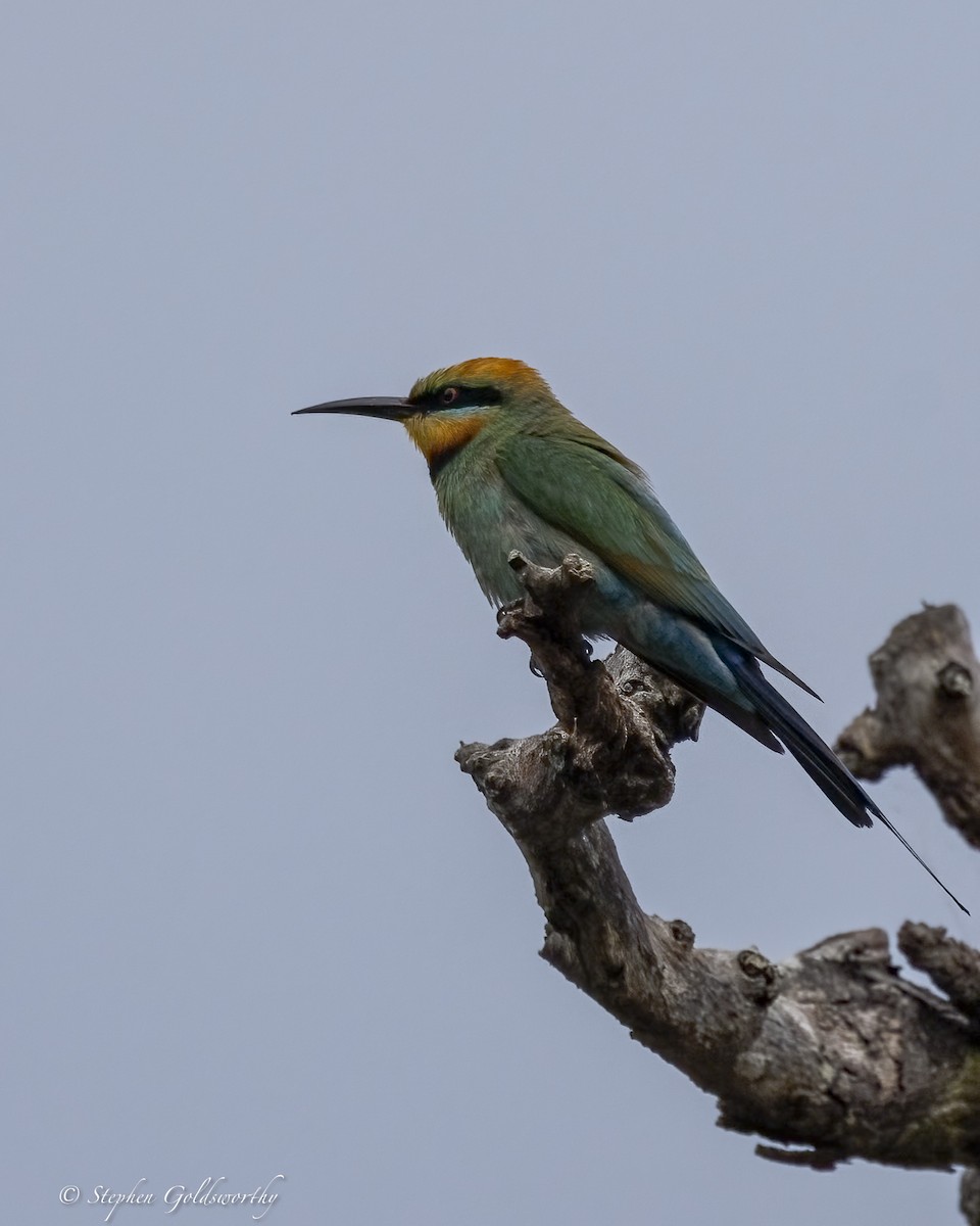 Rainbow Bee-eater - ML646410910