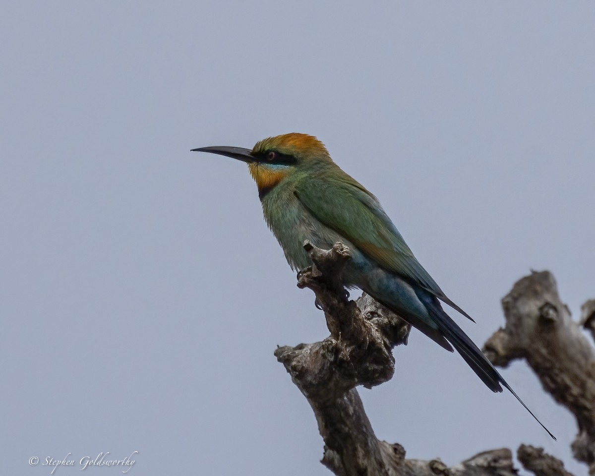 Rainbow Bee-eater - ML646410911