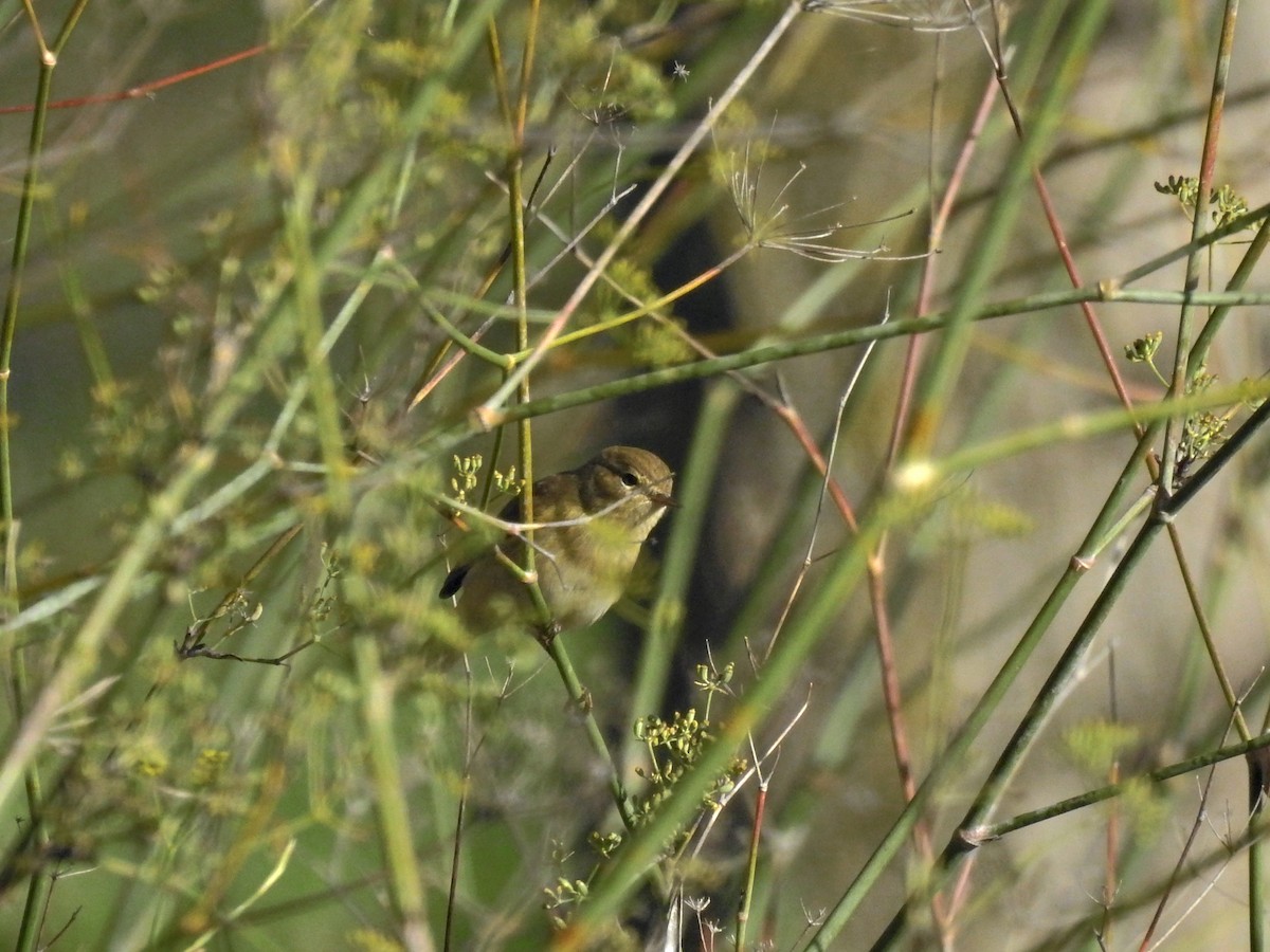 Common Chiffchaff - ML646410912