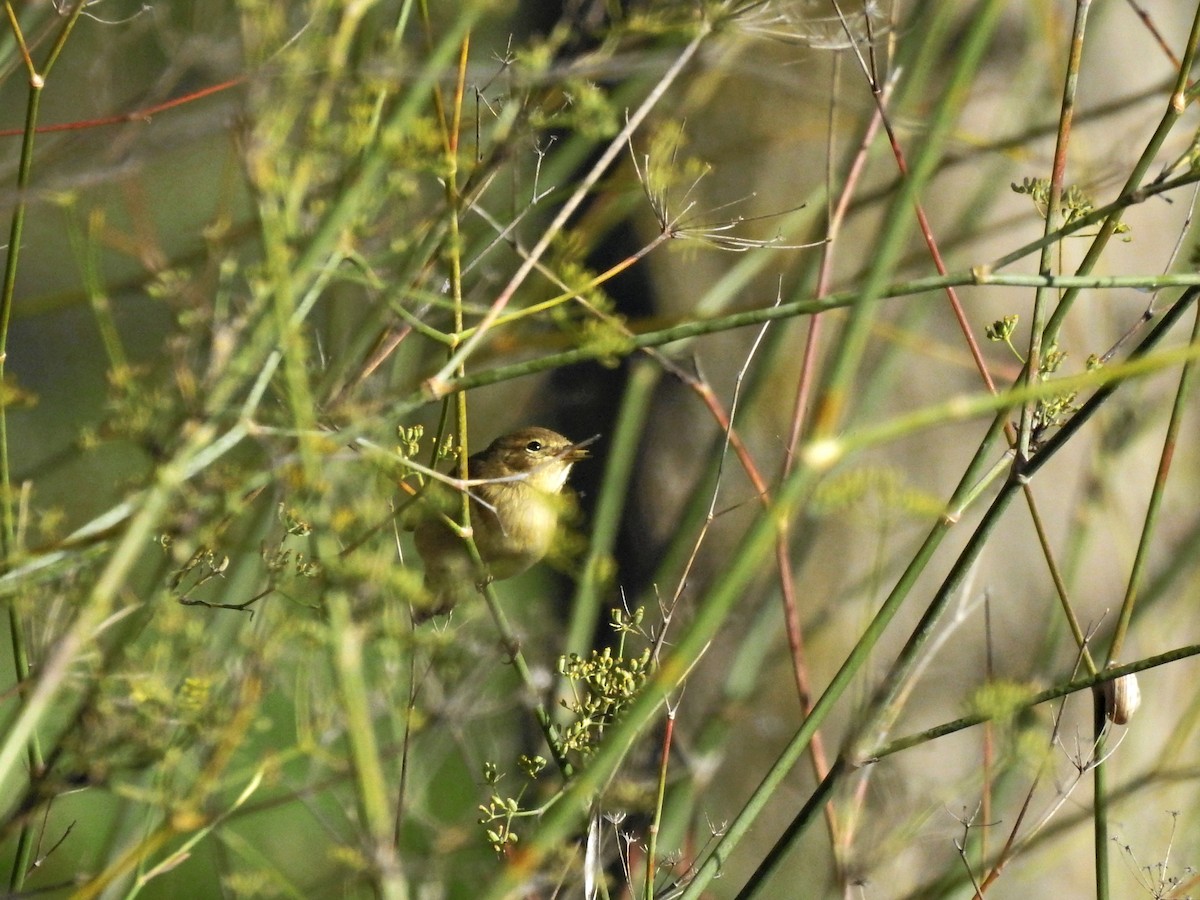 Common Chiffchaff - ML646410913