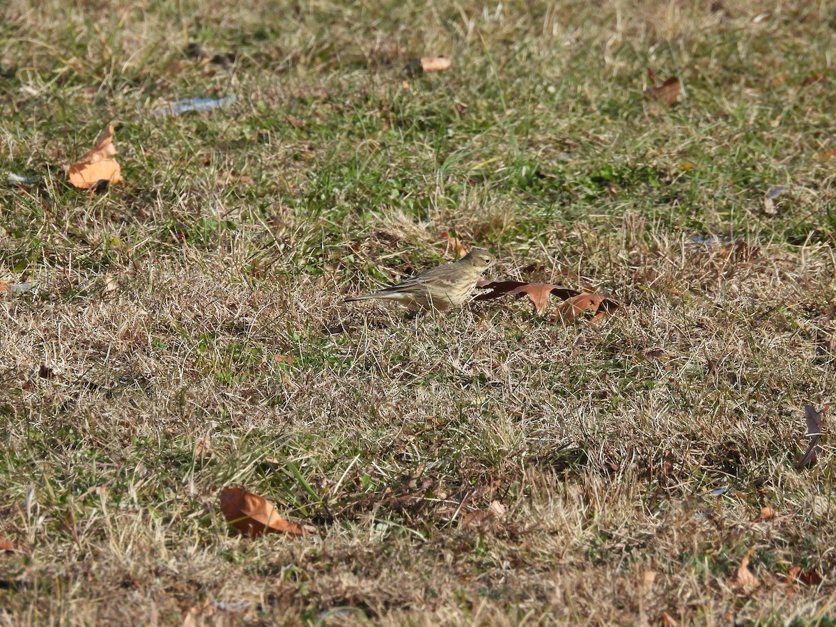 American Pipit - ML646410915
