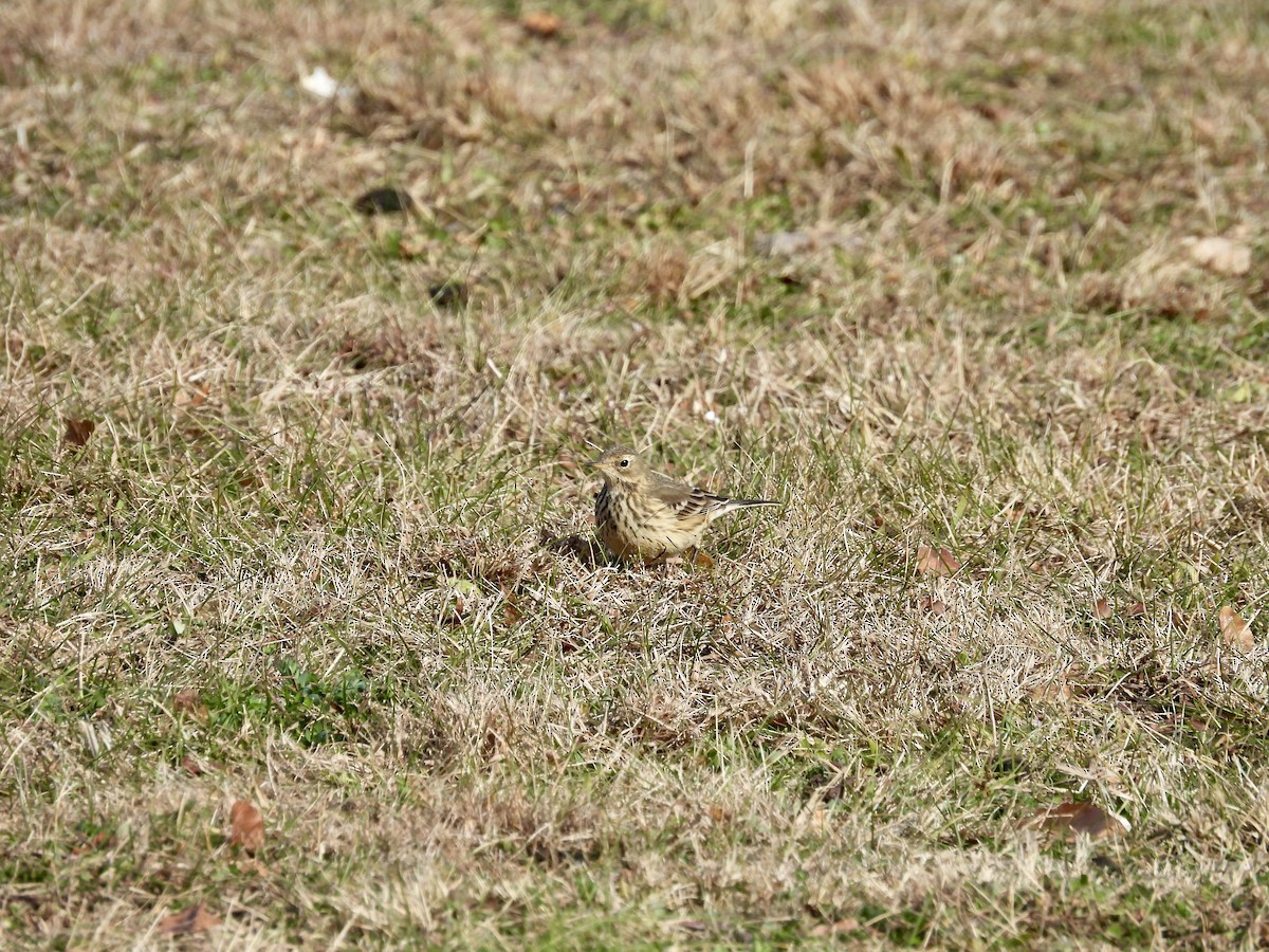 American Pipit - ML646410916