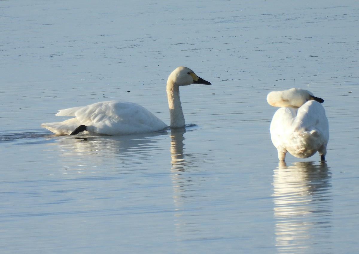 Tundra Swan - ML646410917