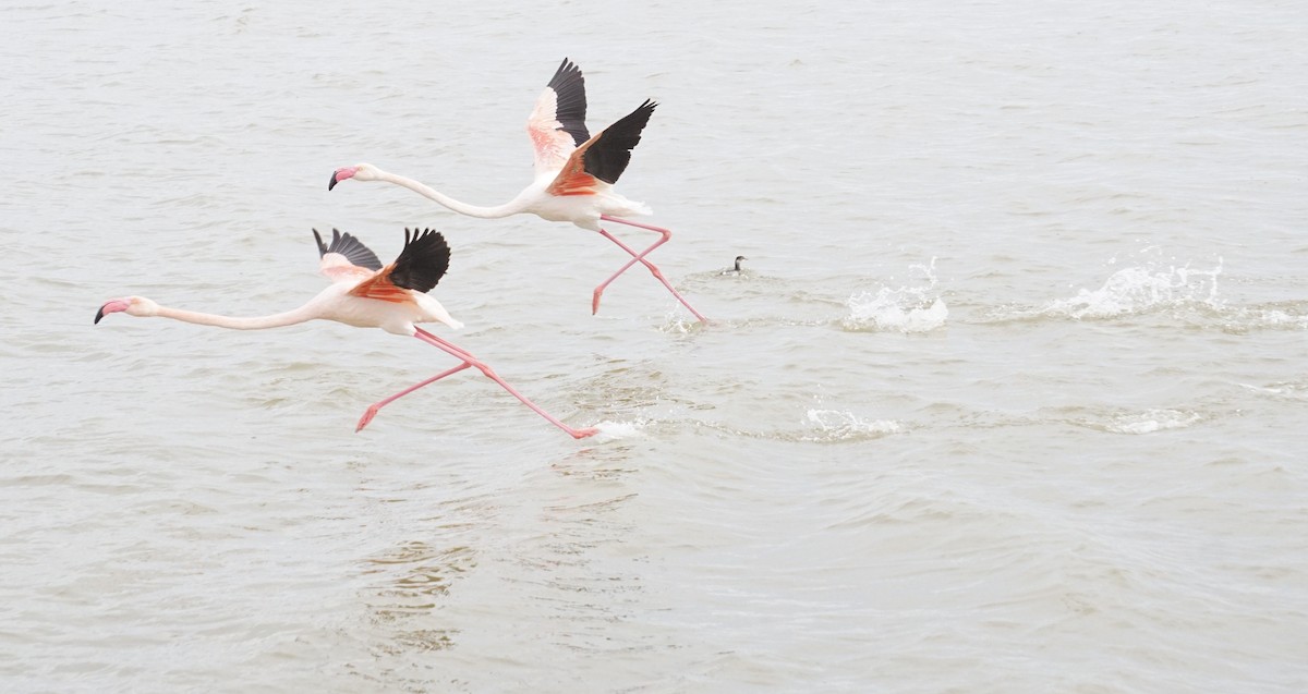 Фламінго рожевокрилий - ML646410918