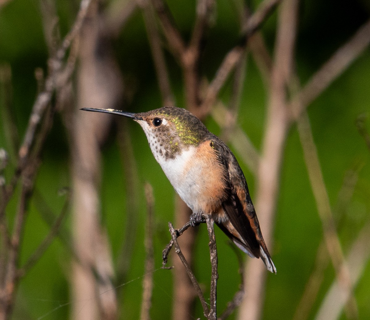 Allen's Hummingbird - ML646410919