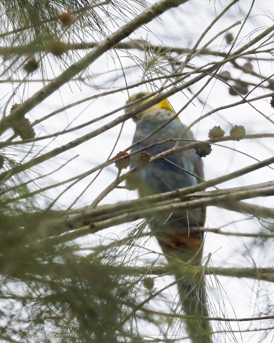 Pale-headed Rosella - ML646410920