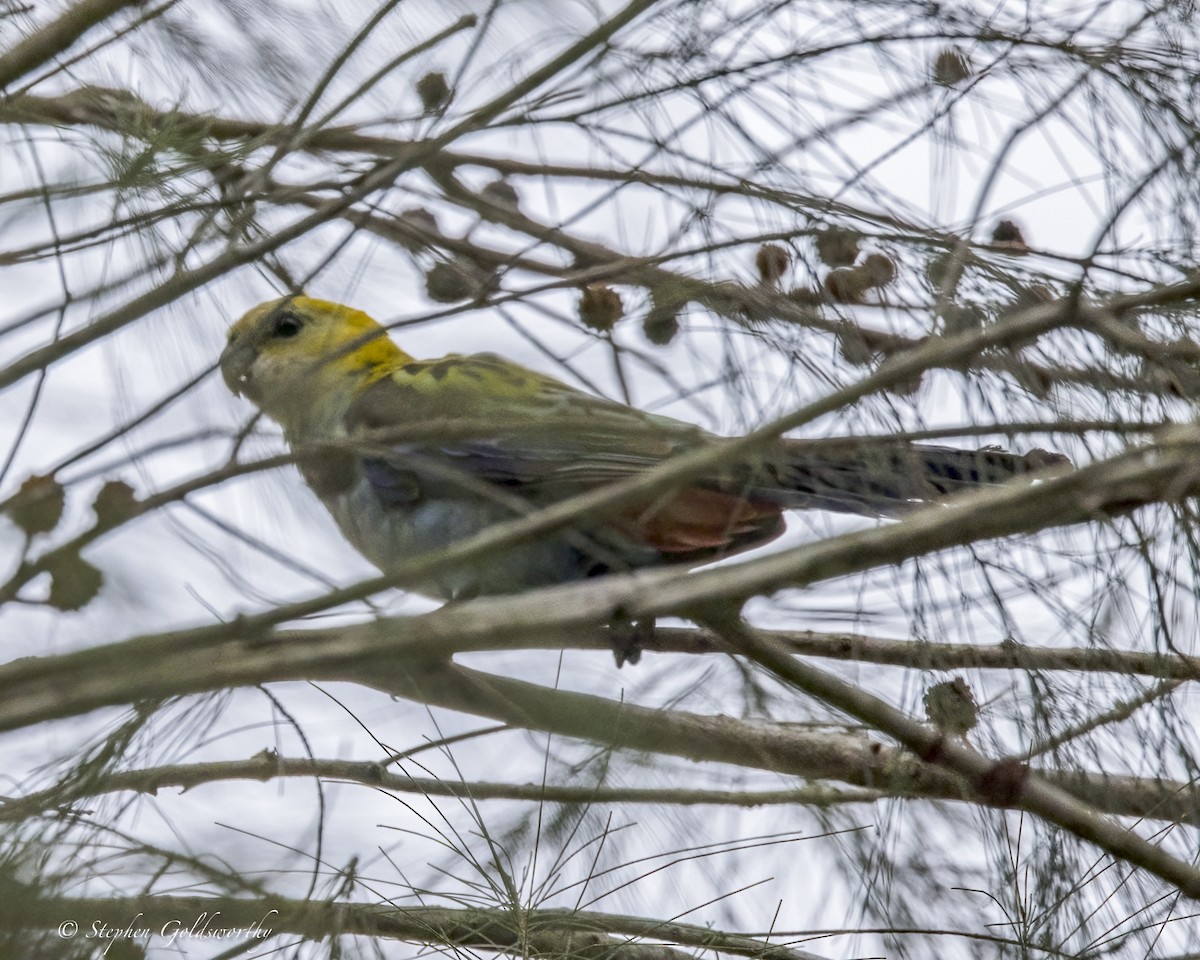 Pale-headed Rosella - ML646410921