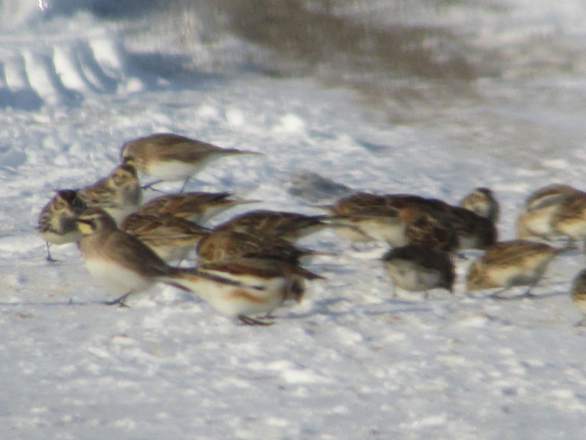 Подорожник лапландський - ML646410922