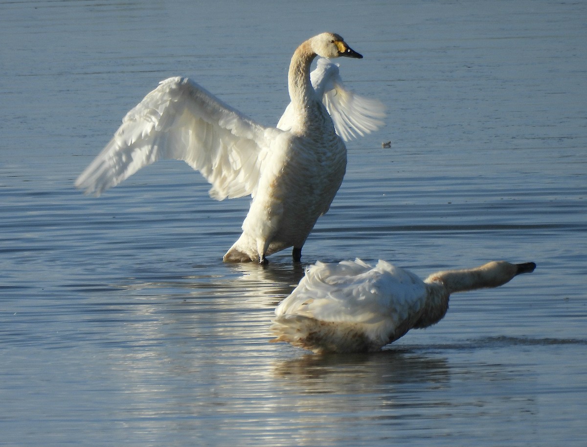 Tundra Swan - ML646410923