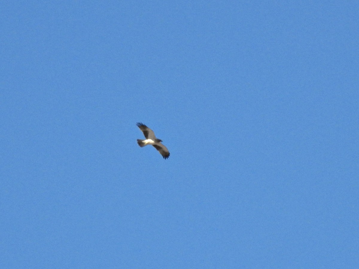 Booted Eagle - ML646410924