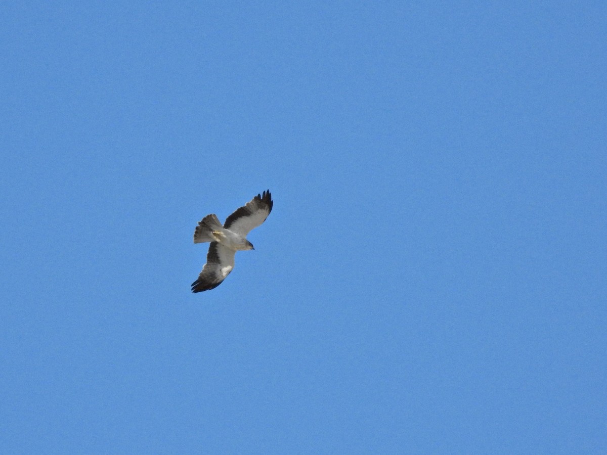 Booted Eagle - ML646410925