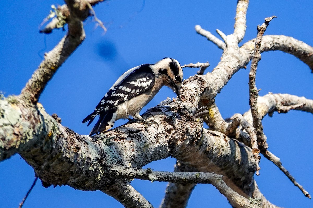 Downy Woodpecker - ML646410927