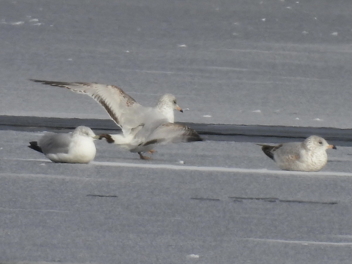 Ring-billed Gull - ML646410928