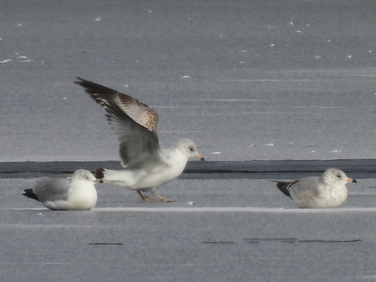 Ring-billed Gull - ML646410929