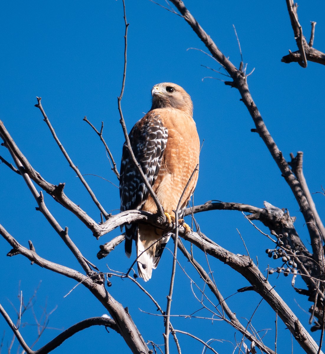 Red-shouldered Hawk - ML646410931